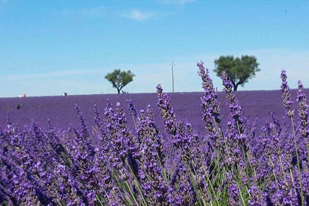 Lou Paradiu Du Verdon 普罗旺斯地区阿莱马尼 外观 照片