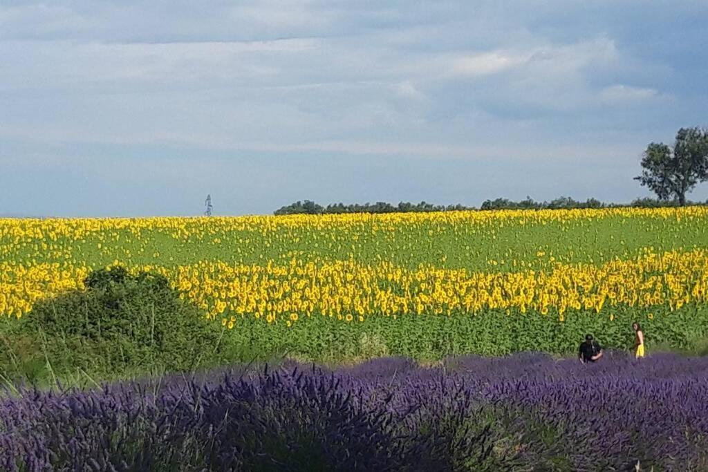Lou Paradiu Du Verdon 普罗旺斯地区阿莱马尼 外观 照片